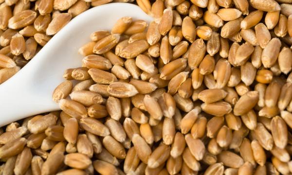 wheat berries high protein grains